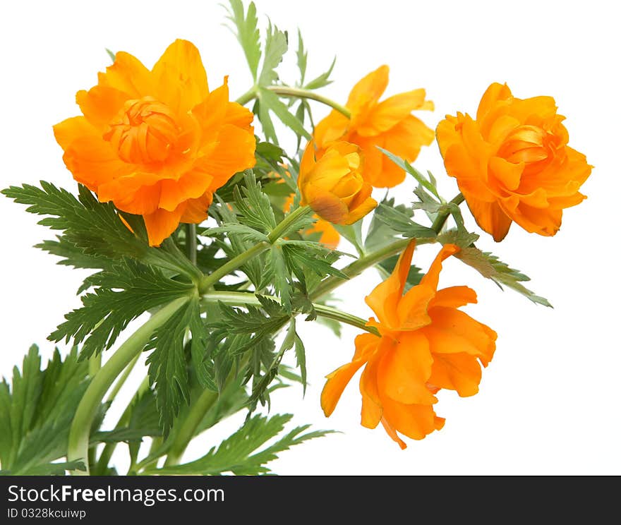 Fine flower on a white background