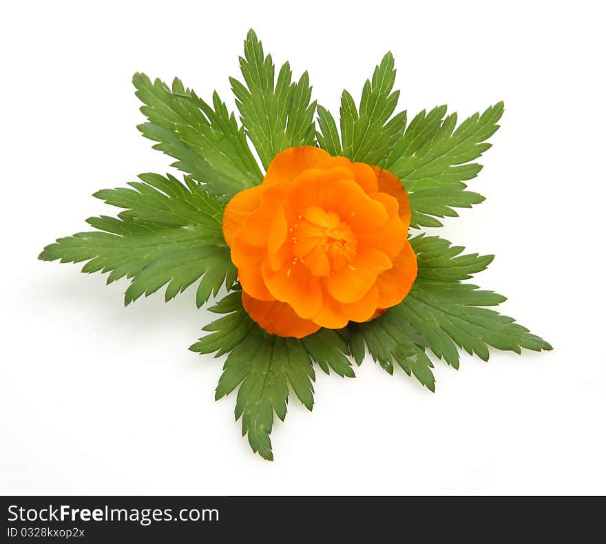 Fine flower on a white background