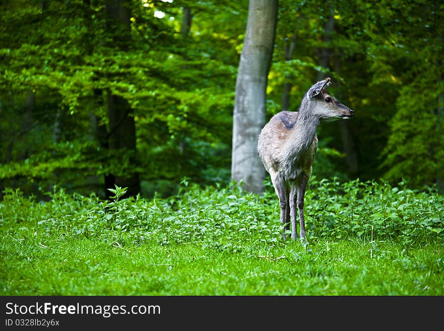 A Deer In The Woods