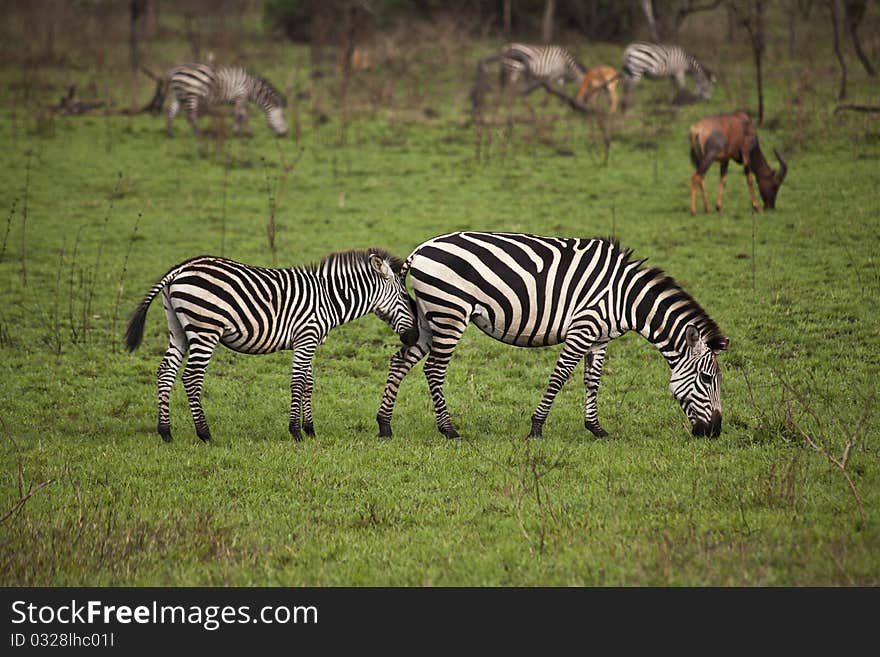 Zebra Mother And Daughter