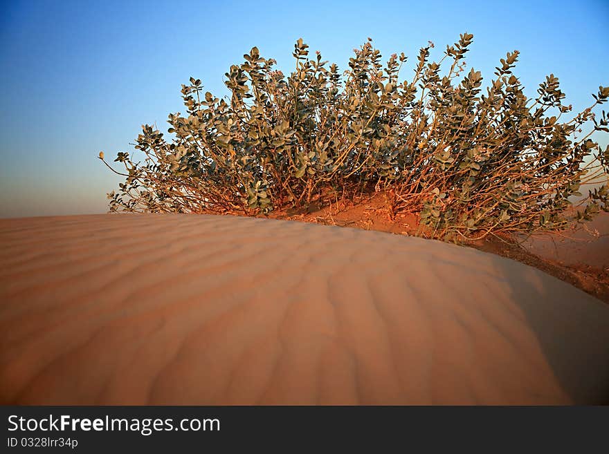 Shrubs in the sandy desert. Arabian Peninsula.