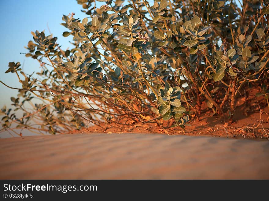 Shrubs in the sandy desert. Arabian Peninsula.