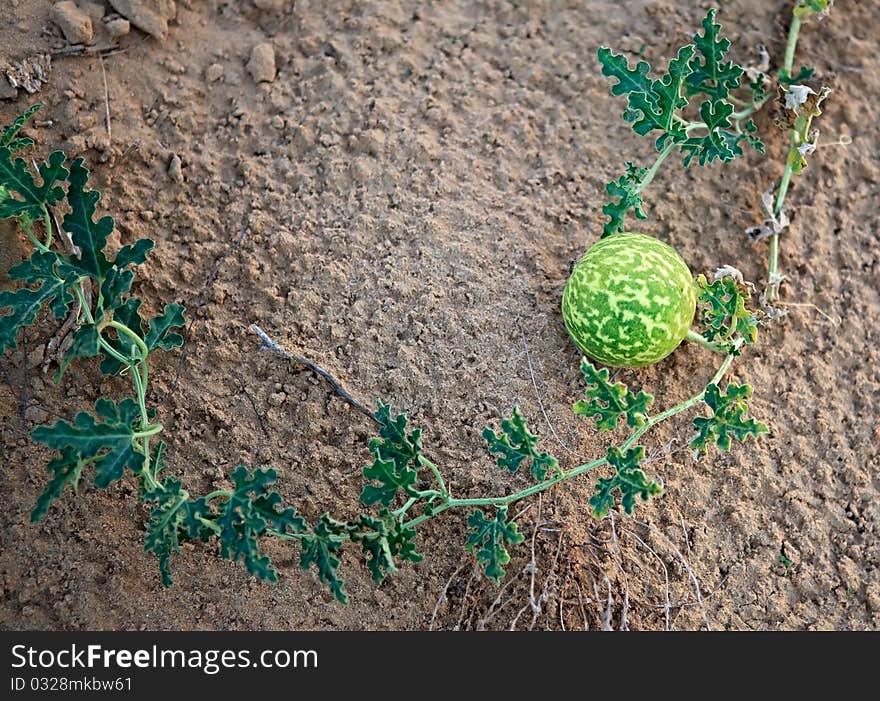 Wild watermelons in the desert. Arabian Peninsula.