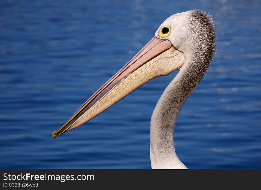 Pelican