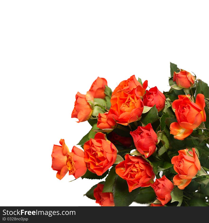 Roses, isolated on white background