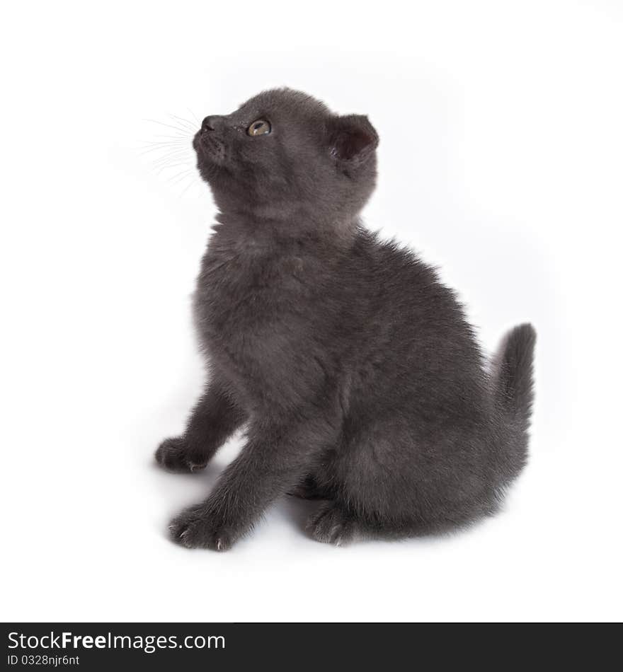 British 2-month old kitten sitting looking up on white. British 2-month old kitten sitting looking up on white