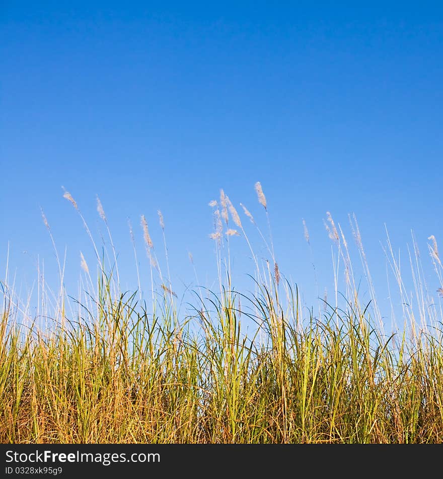 Grass in autumn, alone and romance atmosphere