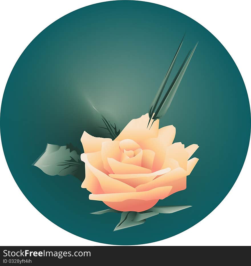 Illustration of  rose or romance