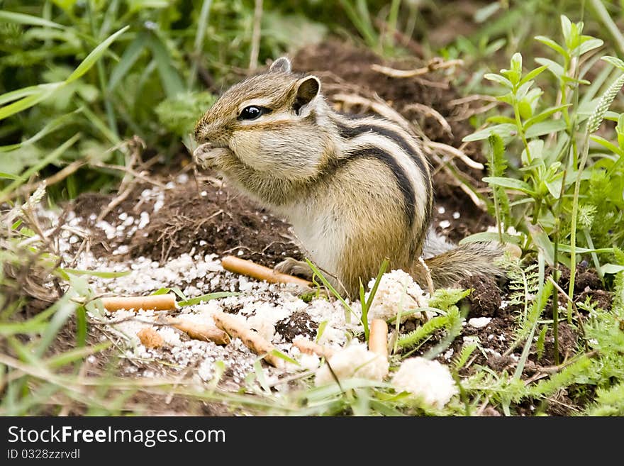 Chipmunk