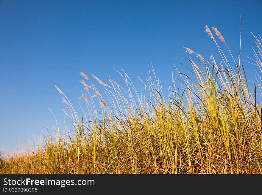 Grass in autumn, alone and romance atmosphere