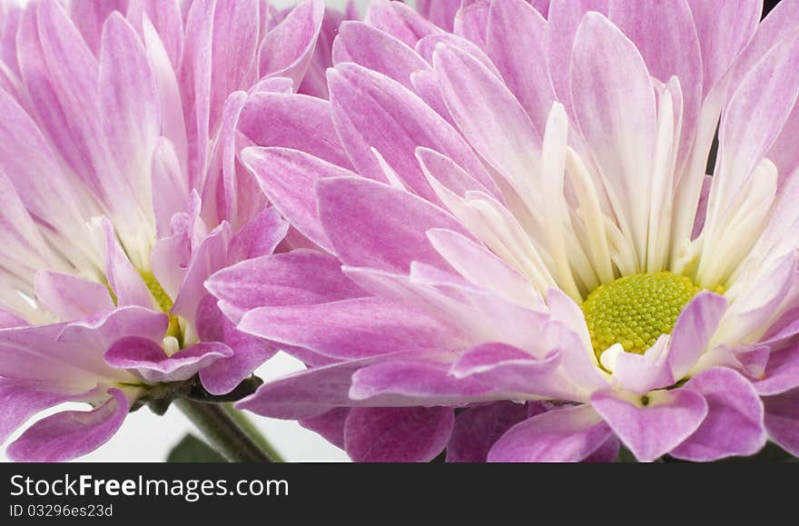 Flowers. Cute pink chrysanthemum for your design