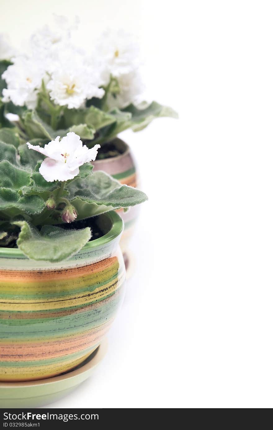 Potted flowers in a row. White background