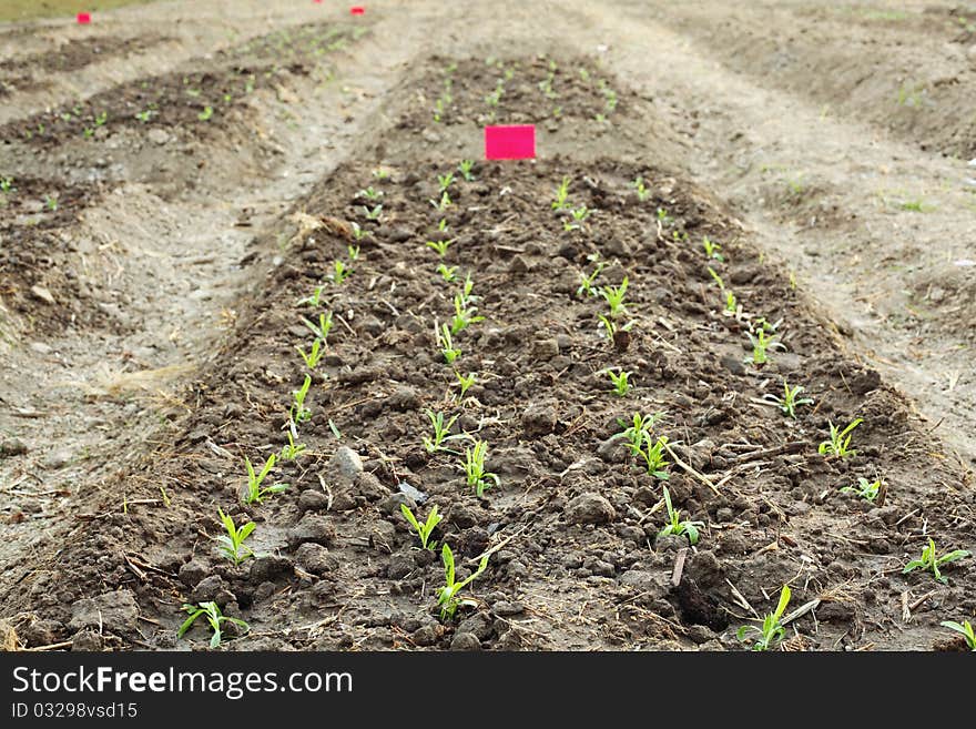 Rows of young plantation in beds. Rows of young plantation in beds