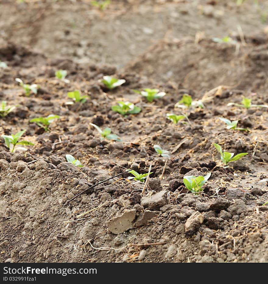 Rows of young plantation in beds. Rows of young plantation in beds