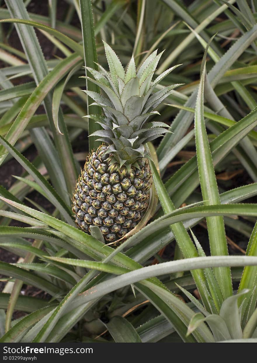 Pineapple fruit