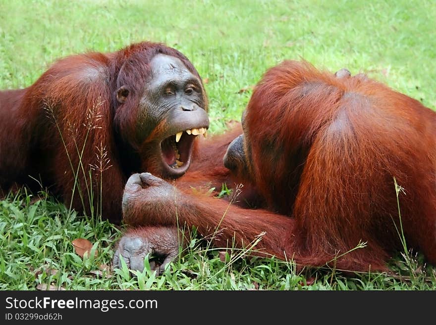 Two Orangutans having a conversation