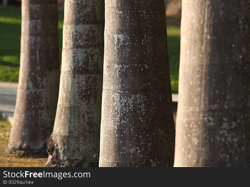 Row Of Palm Tree