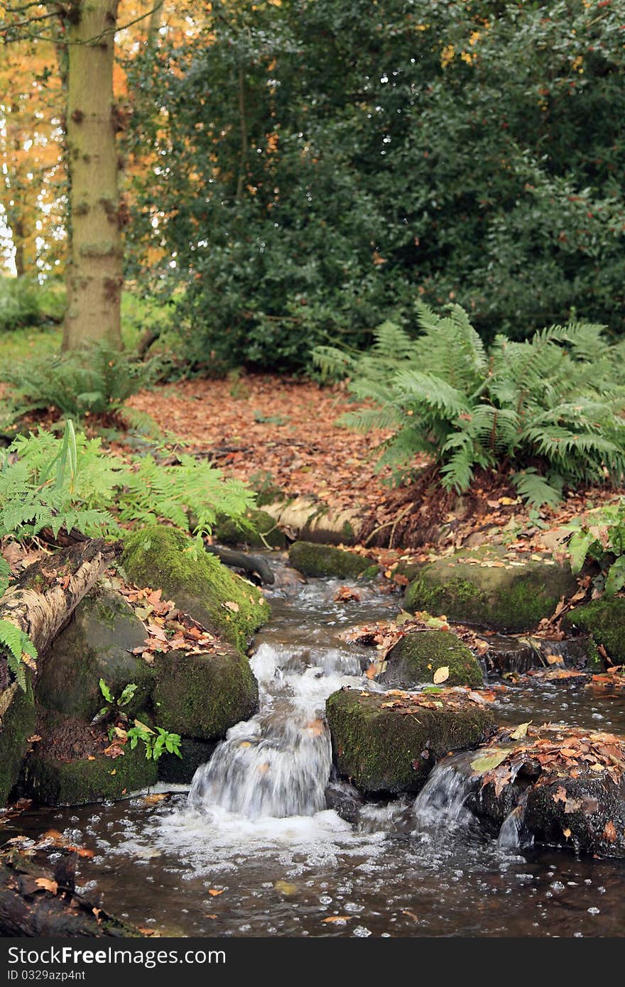 Woodland stream