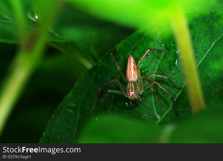 A predatory Lynx spider, at the ready to pounce on it's next victim.