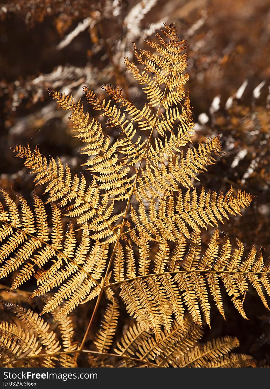 Golden fern in Woodland forest