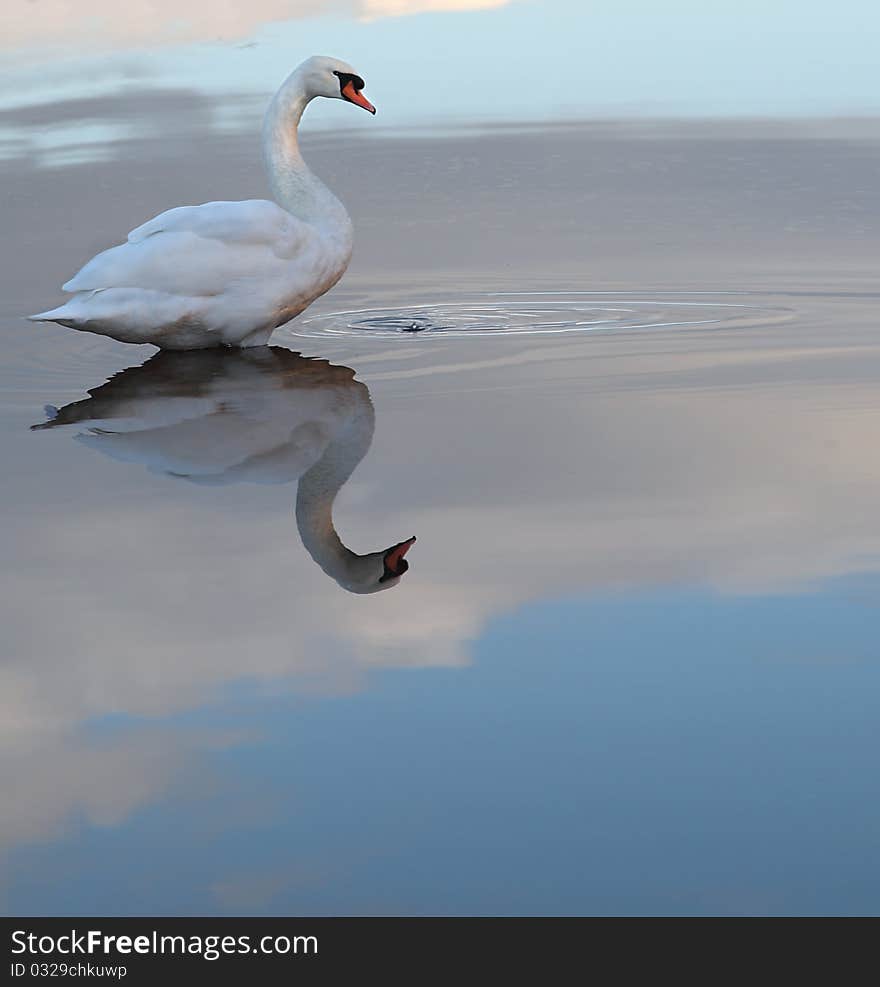 Single Swan