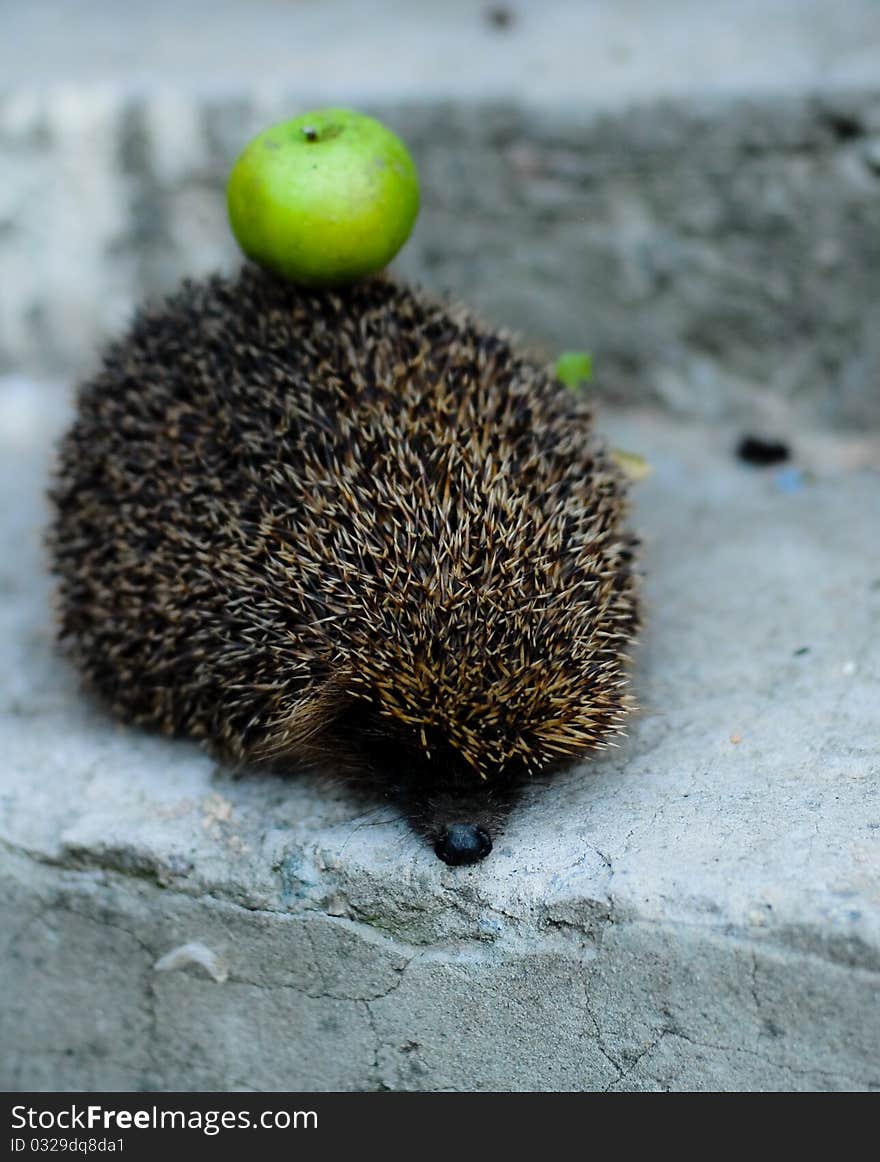 A hadgehog with a green apple