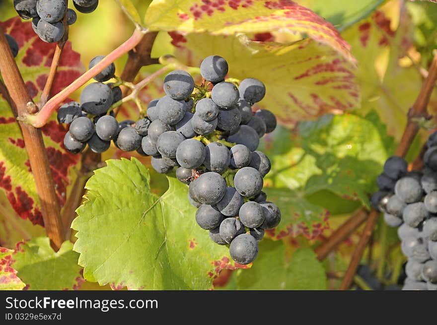 Bunch of grapes