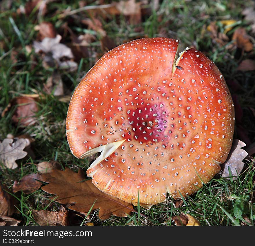 Toadstool (Death Cap) In A Forest