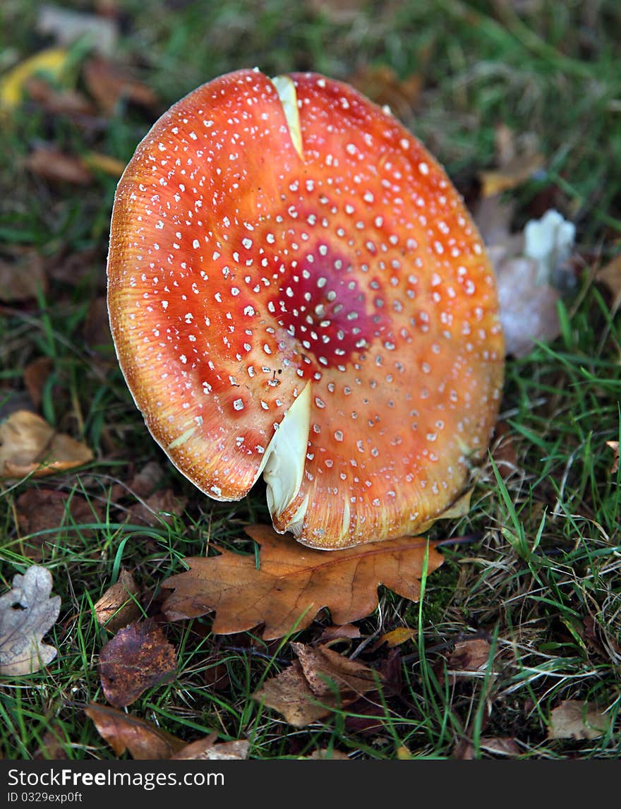 Toadstool (Death Cap) In A Forest