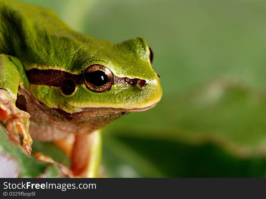 Small Tree Frog Isolated On Green Background.