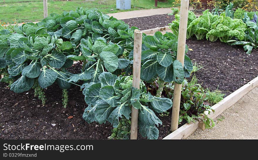 Vegetable plot