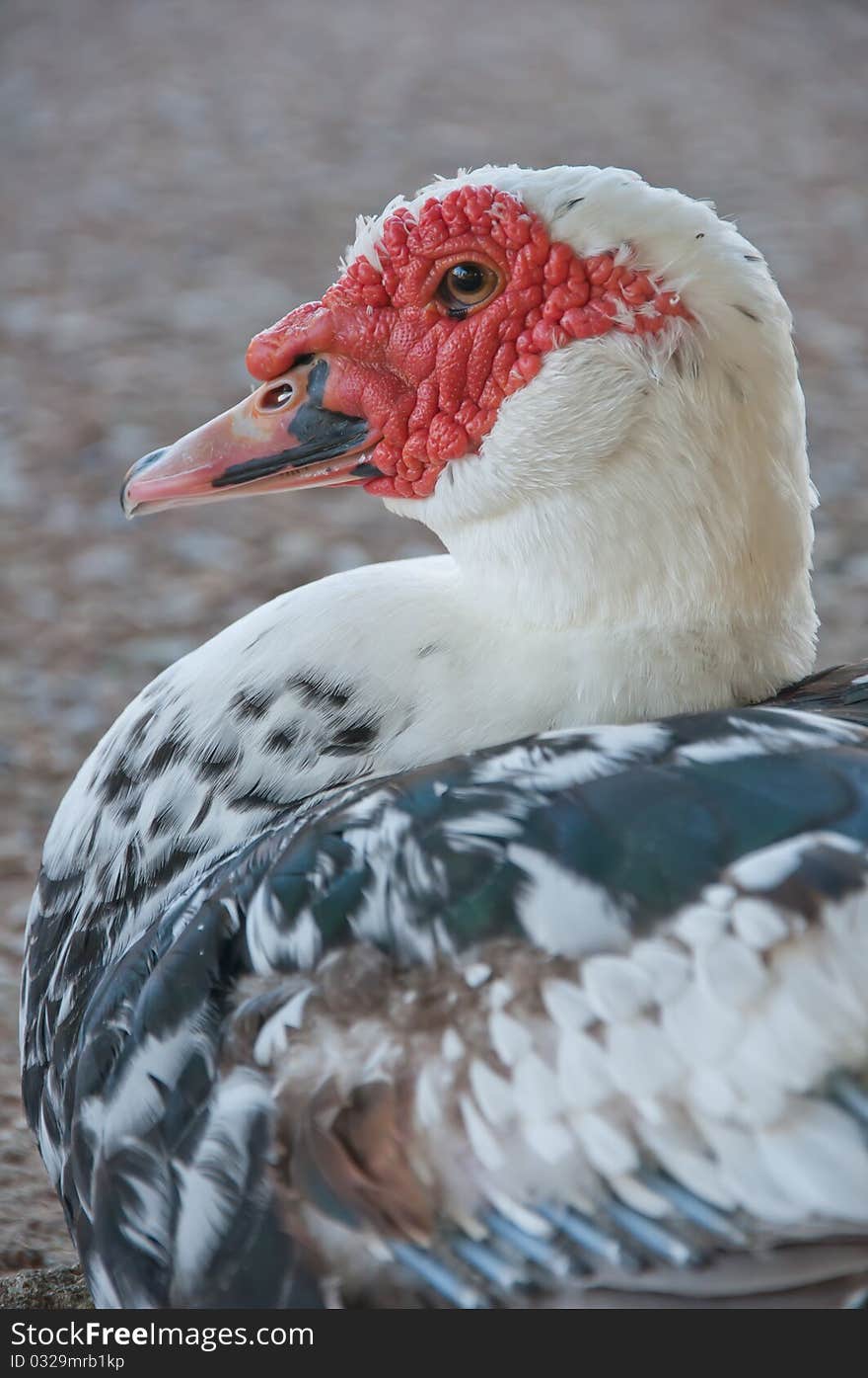 Duck profile