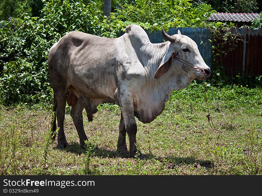 This is thai's farmer local American Brahman cow