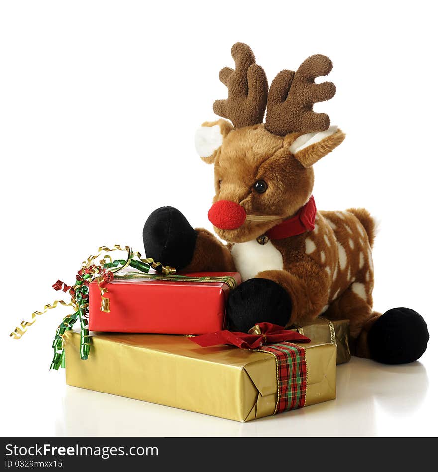 A toy fawn with an attached red nose playing among wrapped Christmas gifts. Isolated on white. A toy fawn with an attached red nose playing among wrapped Christmas gifts. Isolated on white.