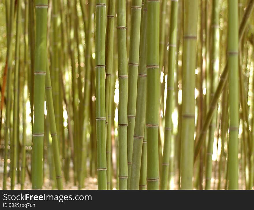 Background of the bamboo alley. Background of the bamboo alley