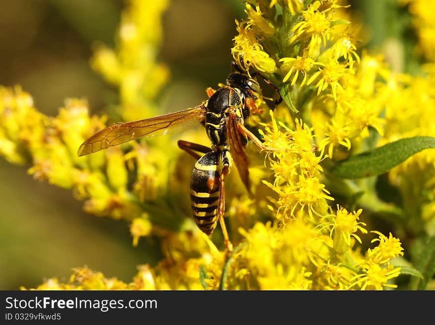 Five-Banded Wasp