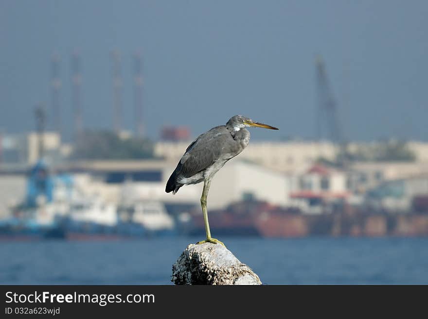 Reef Egret Over Industrial Background