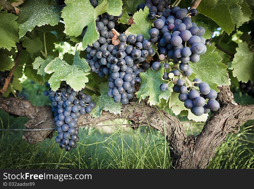 Grape Vines