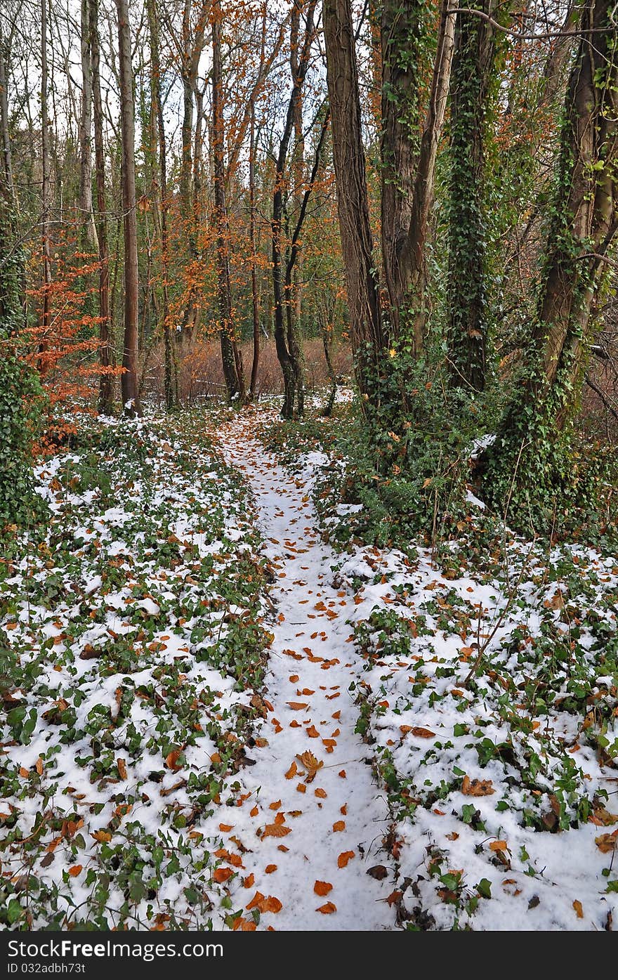 Liffey park ireland in winter. Liffey park ireland in winter