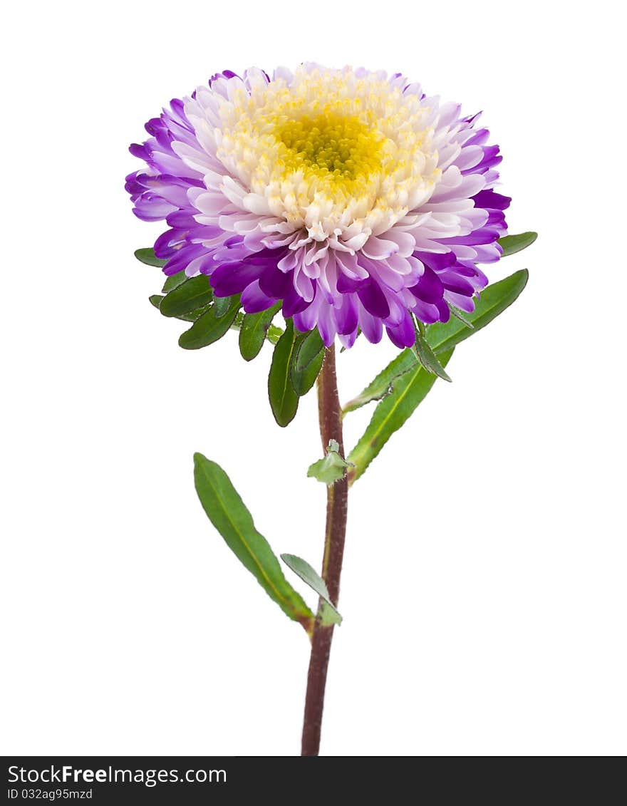 Purple-white aster isolated