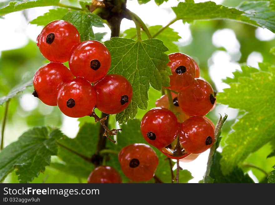 Ripe red currant