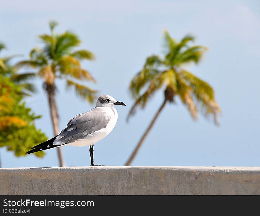 Seagull With Palms