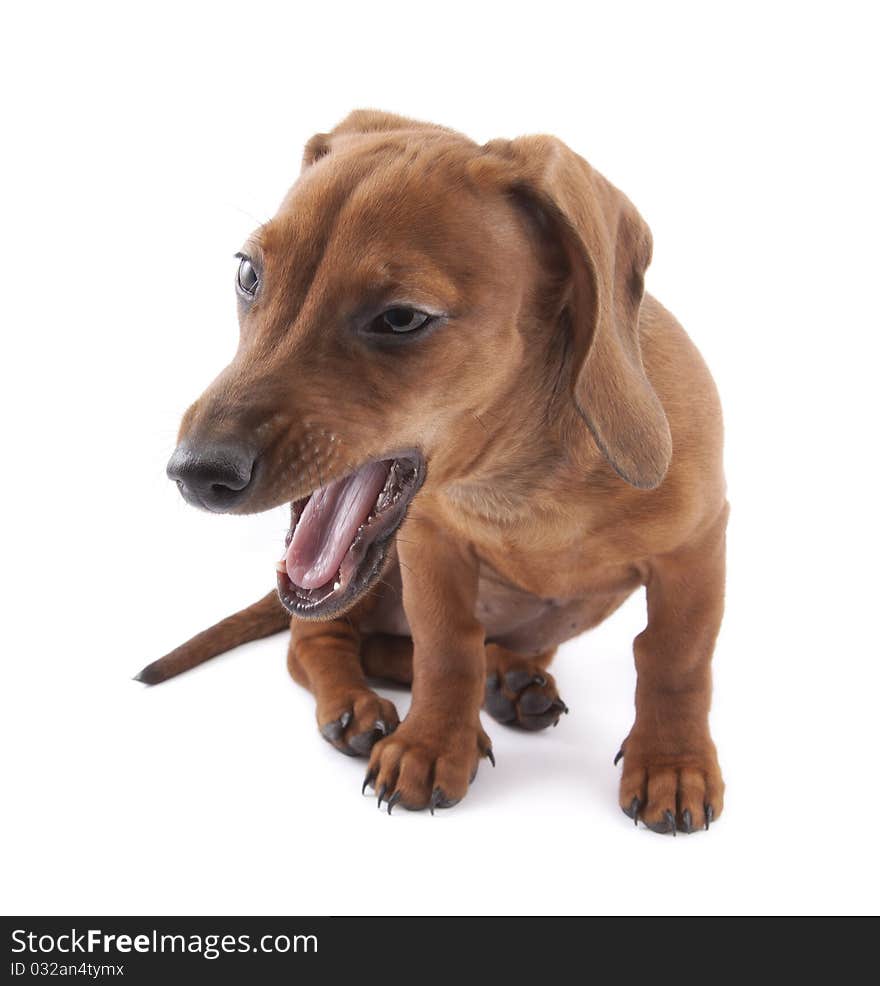 Dachshund puppy, 3 months old