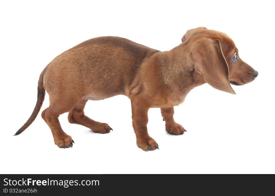 Dachshund Puppy, 3 Months Old