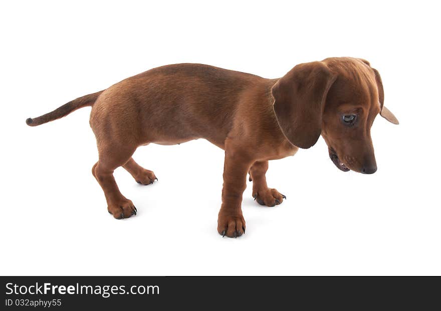 Dachshund Puppy, 3 Months Old