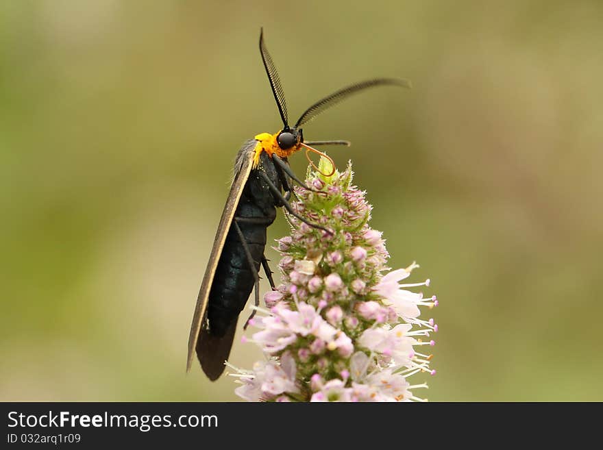 Yellow-collared Scape Moth (Cisseps Fulvicollis)