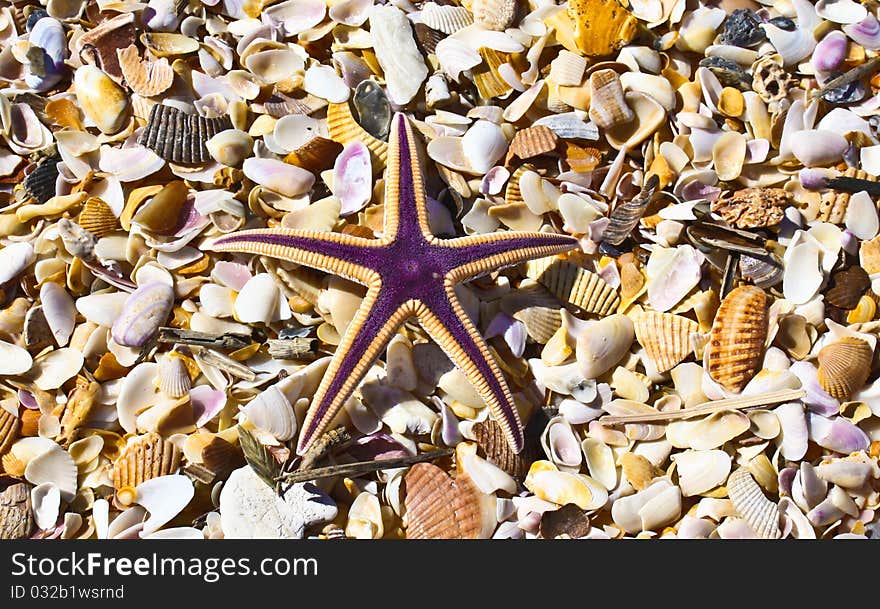 Starfish in a shells