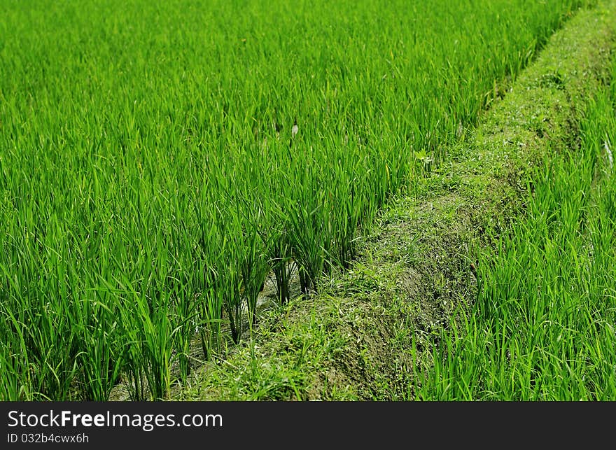 Long green grass pattern growing besides small road. Long green grass pattern growing besides small road