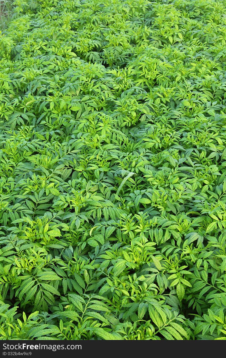 Young seedlings marigold in nursery