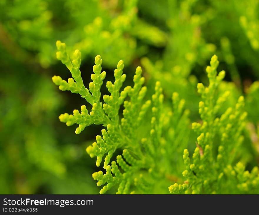 Green leafes by macro shoot